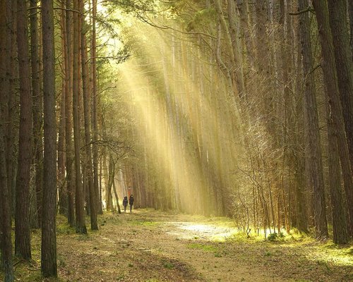 Person taking a calm walk in a peaceful park